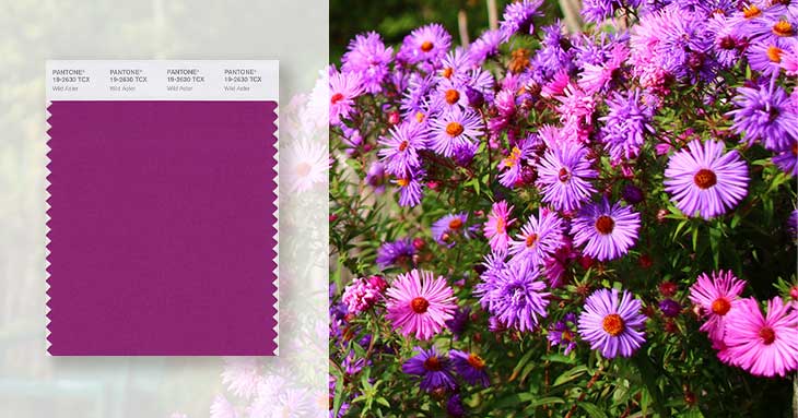 purple swatch and purple asters