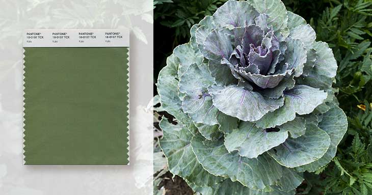 green swatch and kale