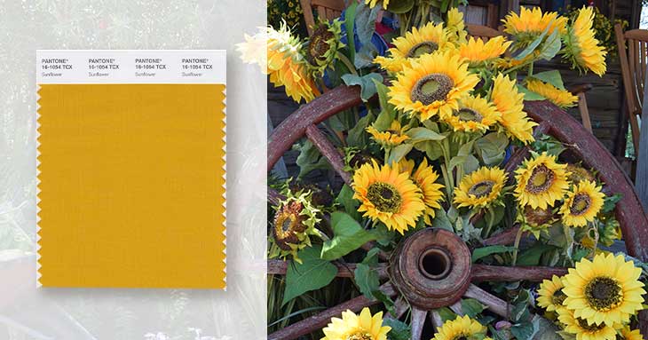 yellow swatch and sunflowers