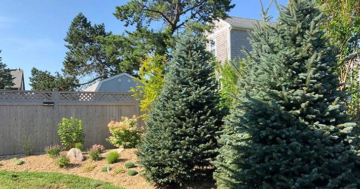 Tall Spruces for Privacy in the Backyard