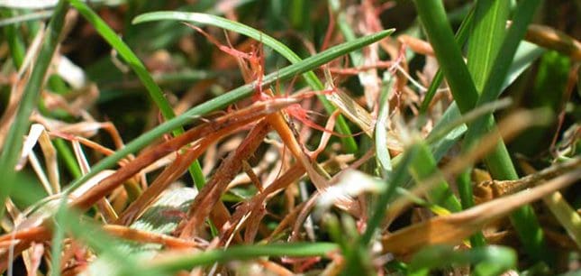 Pinkish-red strands in grass could be red thread - Turf