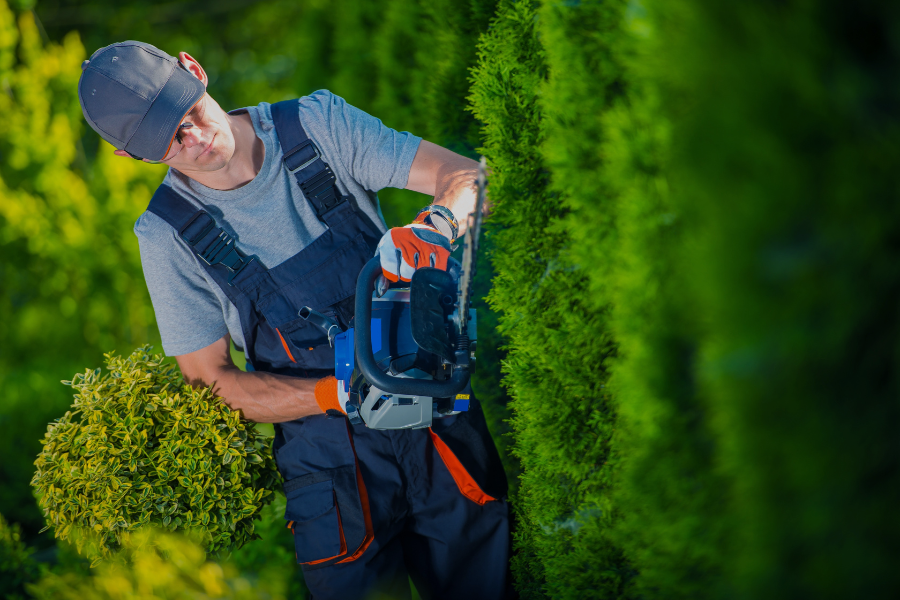 Mature Cole Landscaping client property in Andover Massachusetts